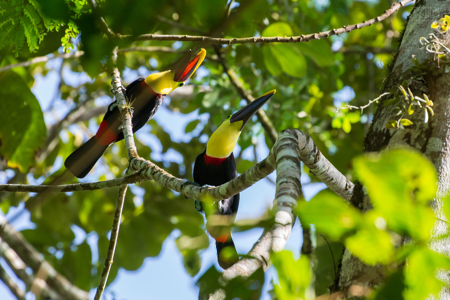 Selva Verde - Swainsons toekans Een koppeltje Swainsons toekans. De Swainsons toekan (chestnut-mandibled toucan, swainson’s toucan, ramphastos ambiguus swainsonii) is een veel voorkomende toekan in Costa Rica en ze broeden vooral in vochtige laagland wouden. Het mannetje is 56 cm lang terwijl de vrouwtjes iets kleiner zijn (52 cm). Stefan Cruysberghs